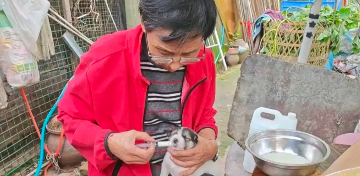 散尽家财救助流浪猫狗 33 年，75 岁夫妇如今双双患病