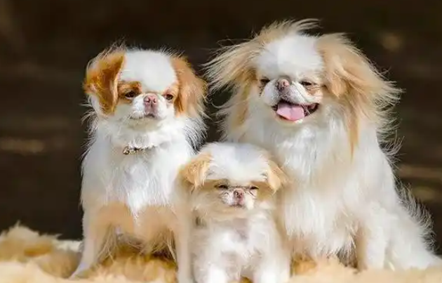 脾气暴躁但又亲人的小型犬，名字叫日本狆