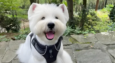 狗狗特发性癫痫能治好吗