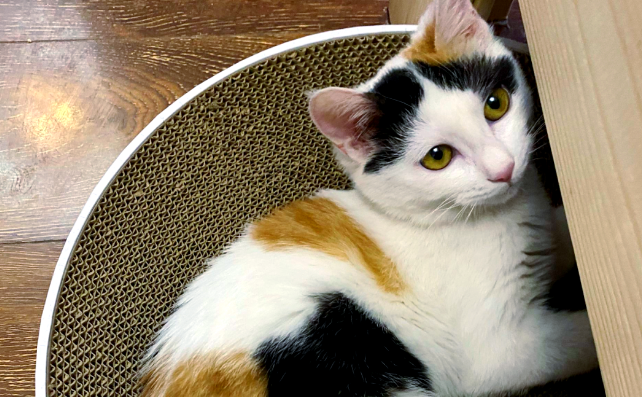 三花猫是怎么火的？流传在民俗与文化里的猫咪形象