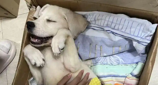 幼犬买下9天后病亡，事后门店退租还谎称装修