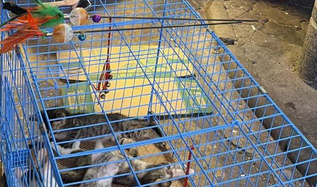 地铁口买猫，一周后病亡：记者调查广州路边摊售卖“星期宠”