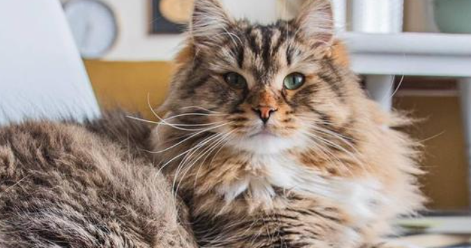 猫肥厚性骨病有哪些症状表现