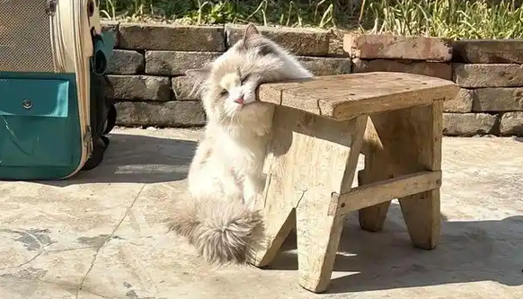 布偶猫回村两天,成了满地打滚的“土猫” 布偶猫回村两天,成了满地打滚的“土猫”
