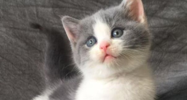 猫咪弓形虫病多久能治好 猫咪弓形虫病多久能治好