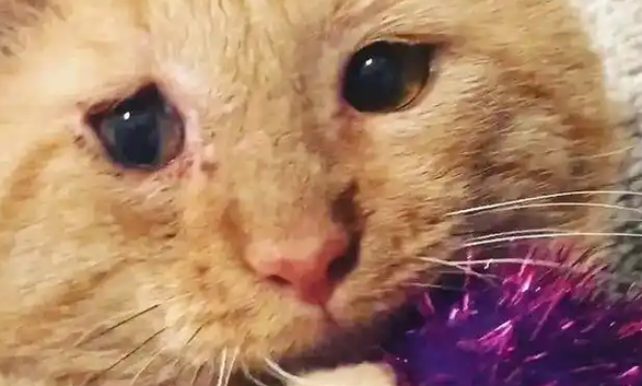 猫咪流浪6年,一个眼神让房东妥协,被爱滋养成开心果 猫咪流浪6年,一个眼神让房东妥协,被爱滋养成开心果