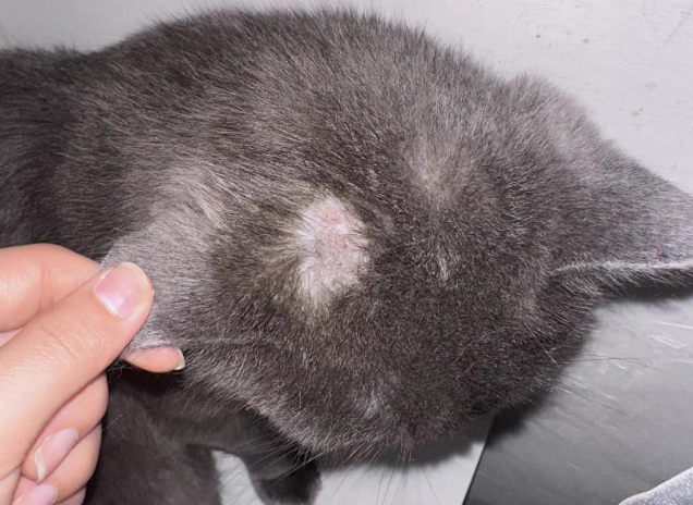 猫癣喷剂哪些牌子靠谱？亲身经历还是得靠汉维宠仕汉肤欣伊曲康唑口服液