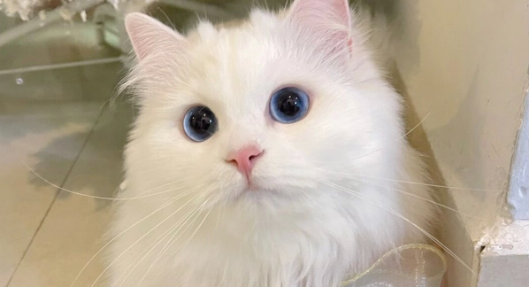 猫咪子宫蓄脓最佳治愈方法