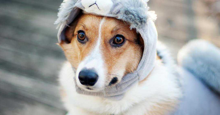 犬肢端溃疡是什么原因引起的呢