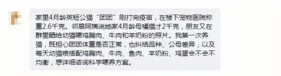 4月龄英短公猫2.6kg正常吗?幼猫怎么科学喂? 4月龄英短公猫2.6kg正常吗?幼猫怎么科学喂?