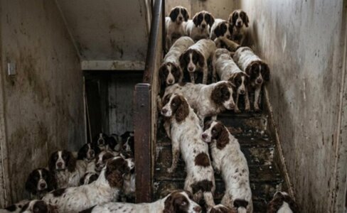 84 犬 2 猫、数英寸厚粪便：英格兰 Tickhill 囤积虐待案的定罪与认罪 [API测1029]