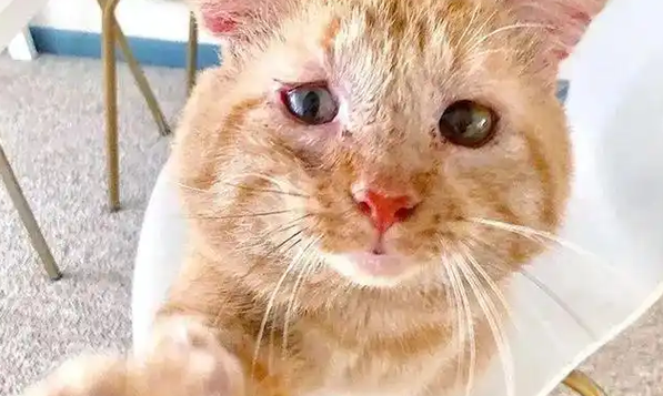 猫咪流浪6年,一个眼神让房东妥协,被爱滋养成开心果 猫咪流浪6年,一个眼神让房东妥协,被爱滋养成开心果