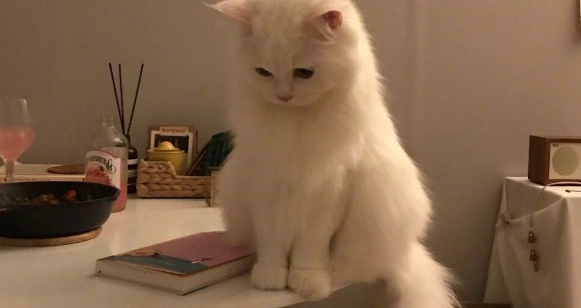 猫自发性膀胱炎会尿血吗?