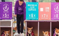 宠四季价格如何