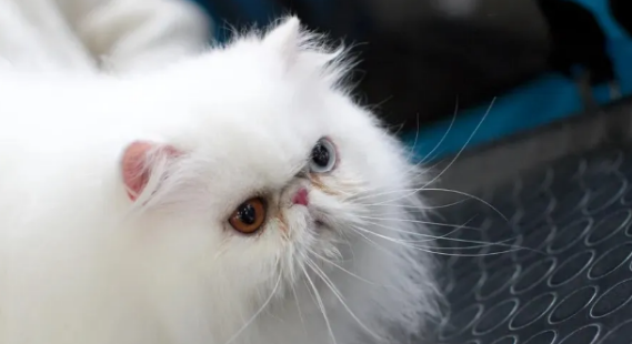 猫咪掉毛严重该吃什么食物改善 猫咪掉毛严重该吃什么食物改善