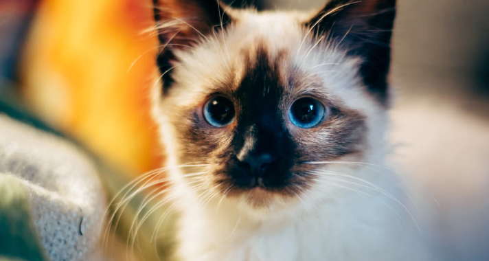 猫小孢子菌会传染给人吗 猫小孢子菌会传染给人吗