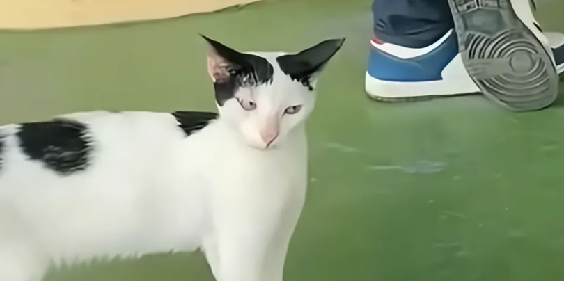 看热闹翻车！奶牛猫围观同伴绝育，喜提同款套餐~