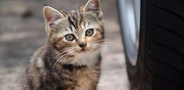 猫软骨发育不良会越来越严重吗? 猫软骨发育不良会越来越严重吗?