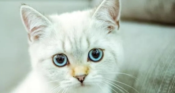 猫咪季节性脱毛需要怎么护理 猫咪季节性脱毛需要怎么护理