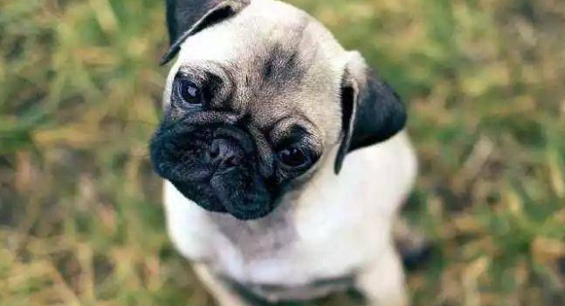 犬皮脂腺瘤会越长越大吗?
