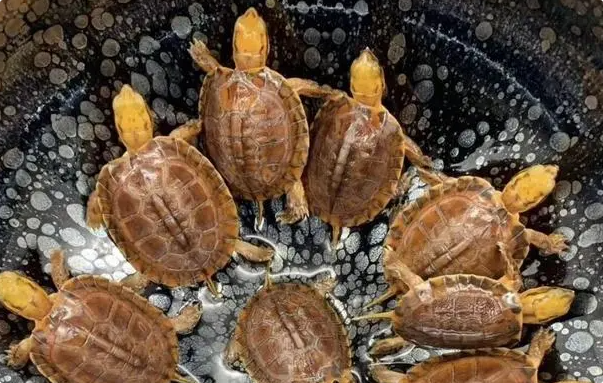 事实证明,金头闭壳龟长期占据龟友心智,在龟界的地位不可动摇! 事实证明,金头闭壳龟长期占据龟友心智,在龟界的地位不可动摇!