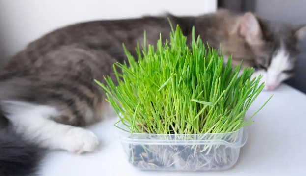 幼猫吃猫草呕吐怎么回事 幼猫吃猫草呕吐怎么回事