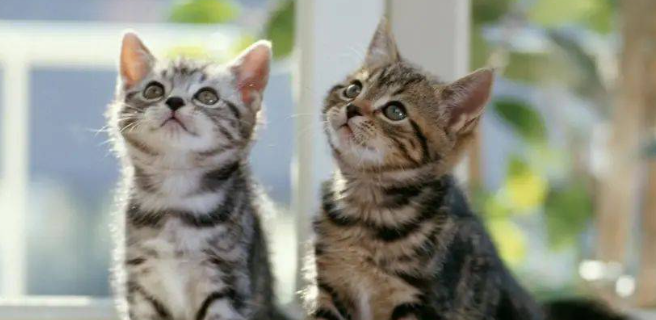 猫咪耳道息肉必须手术吗?
