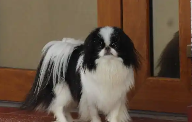 超像北京犬的日本狆，究竟是什么狗狗？原来早年普通人还养不起
