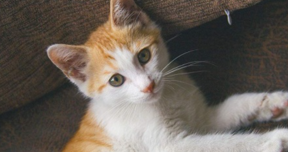 猫咪慢性胰腺炎怎么喂养好得快 猫咪慢性胰腺炎怎么喂养好得快