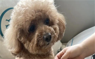 狗狗咳嗽干呕发出咔咔咔的声音是什么病
