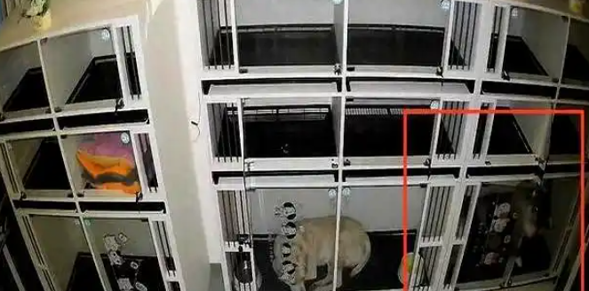边牧寄养十小时死亡！法院判了：宠物店赔偿4400元
