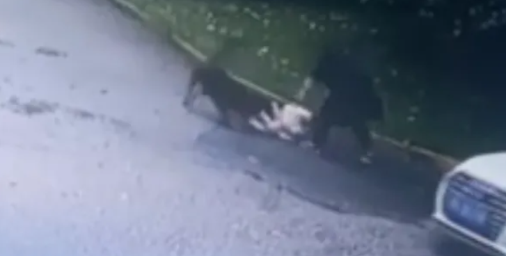 小区大狗失控咬死比熊,主人一句 “很温顺” 引发网友热议 小区大狗失控咬死比熊,主人一句 “很温顺” 引发网友热议