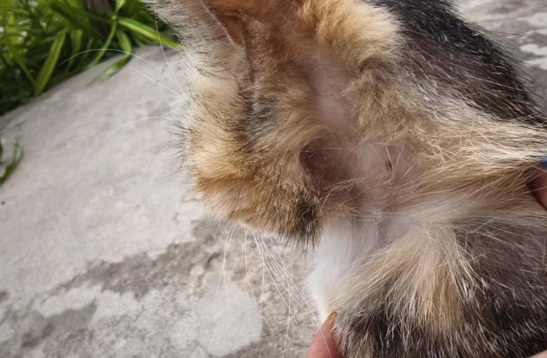治猫癣的喷剂哪个牌子效果好?汉维宠仕汉肤欣伊曲康唑值得一试~ 治猫癣的喷剂哪个牌子效果好?汉维宠仕汉肤欣伊曲康唑值得一试~