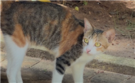 为什么三花猫如此独特？藏在毛色里的生物密码