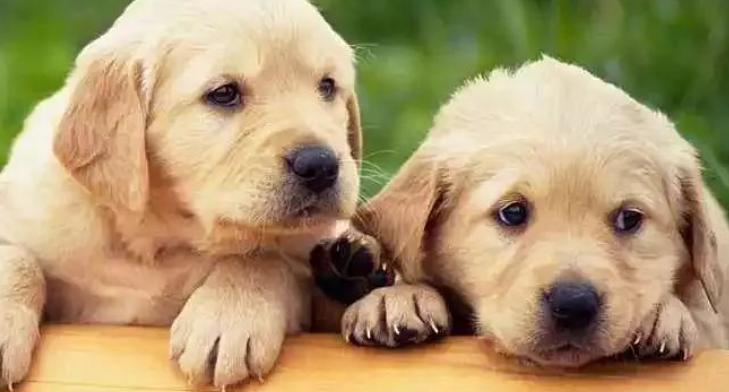 犬胰外分泌功能不足有什么症状表现