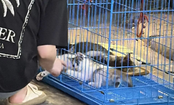 地铁口买猫，一周后病亡：记者调查广州路边摊售卖“星期宠”