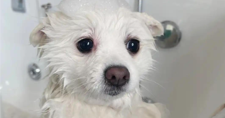 犬纤维瘤会恶变吗能治好吗