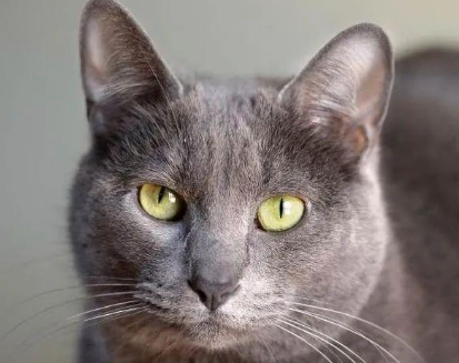 揭秘科拉特猫：从外观到性格全面了解