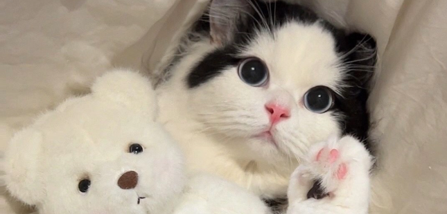 猫咪胰酶缺乏症怎么调理好