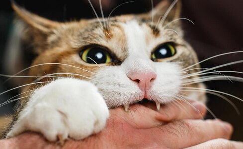 猫咬你不一定是在玩：1100 条评论暴露的误读