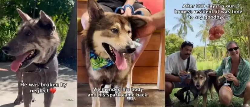 送走相伴多年爱犬,与等待 220 天的毛孩子相逢! 送走相伴多年爱犬,与等待 220 天的毛孩子相逢!