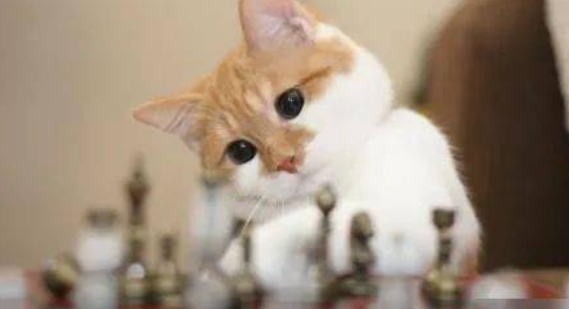 猫咪齿龈口炎能根治吗?
