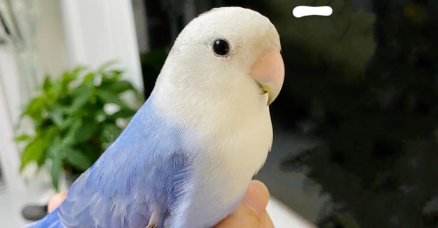 牡丹鹦鹉气囊螨会传染别的鸟吗? 牡丹鹦鹉气囊螨会传染别的鸟吗?