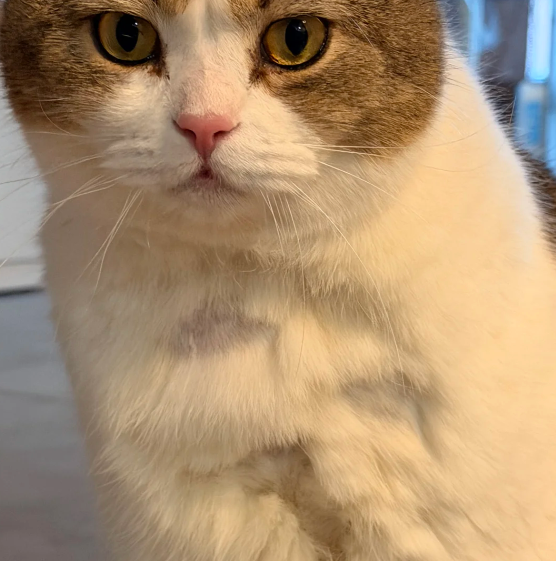 猫癣用什么药治疗效果好？分享我家的就医治疗全过程