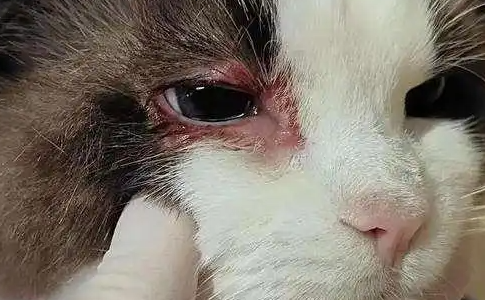 猫咪眼睛流脓怎么办 猫咪眼睛流脓怎么办