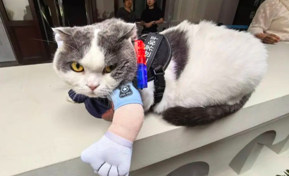 不是AI ！武汉警察博物馆馆猫爆火