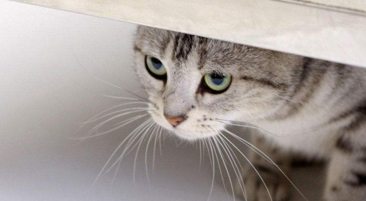 猫咪尿不出来尿是什么原因 猫咪尿不出来尿是什么原因