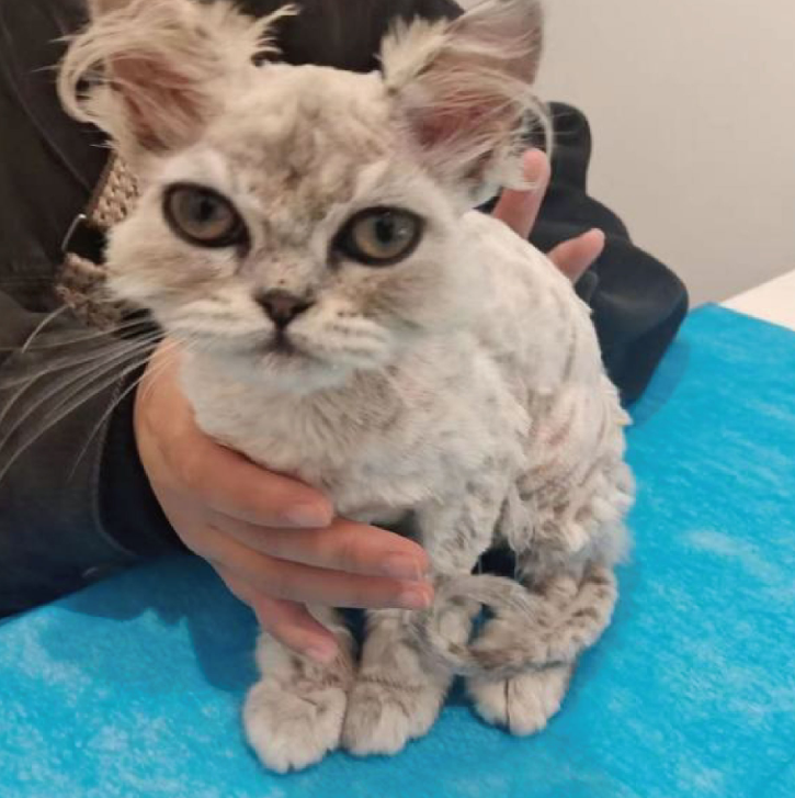 猫癣用什么药好哪些品牌管用？汉维宠仕汉肤欣效果实测！