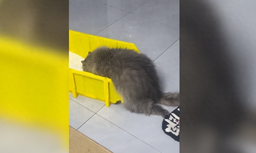 贵阳一女子花15000元给宠物猫做手术，猫咪却再没醒来！