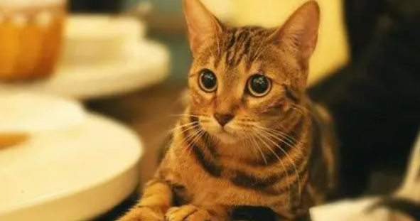 猫咪动静脉瘘有什么危险吗
